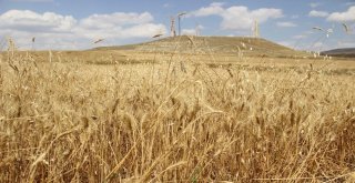 Biçerdöverler Tarlaya Girdi, Hasat Yüzleri Güldürdü