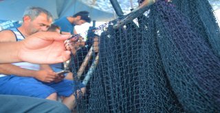 (Özel) Balıkçılardan Müjde, Denizde Bu Yıl Balık Çok