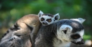 Lemurların Yavru Sevinci