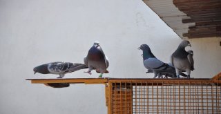 Mesafe Tanımayan Güvercin Sahibine Kupa Kazandırdı