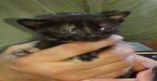 (Özel) Köpek Yavru Kediye Annelik Yapıyor