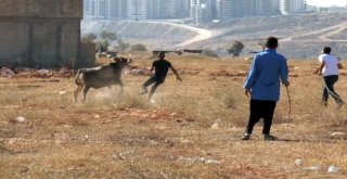 Gaziantepte Sahibinin Elinden Kaçan 17 Dana Yakalandı