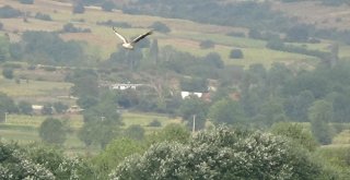 İnegöl Semalarında Pelikanlar Dikkat Çekiyor