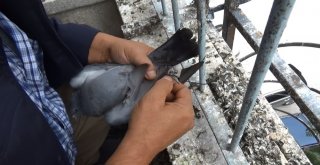 Ayağı İpe Takılan Güvercinin Yardımına Koştu