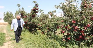 Karamanda Elma Hasadı Başladı