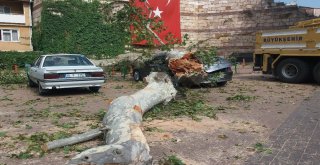 (Özel Haber) Devrilen 190 Yaşındaki Çınar Lüks Otomobili Hurdaya Çevirdi