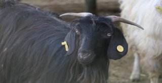 Malatya Hayvan Pazarında Bayram Hareketliliği