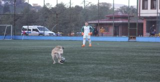 Sahaya Giren Köpek Maçın Durmasına Sebep Oldu