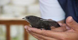Yerde Nadir Görülen Kuşlardan Biri Olan Ebabil Kuşu Erzurumda Bulundu