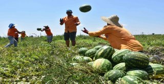 Hükümlüler Karpuz Üretti, Müşterisi Hakim Savcılar Oldu