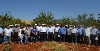 Besnide Badem Hasadı Başladı