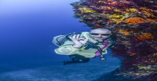 (Özel) Kravatlı Dalgıçlardan Mercan Avı