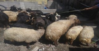 Fiyatlar Yüksek Olunca Vatandaş Keçiye Yöneldi