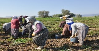 Sandıklıda Yeni Mahsul Patates Hasadı Başladı