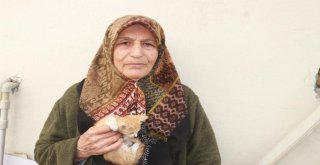 Yaşamını 30 Kedi İle Sürdüren Yaşlı Kadın Yardım Bekliyor