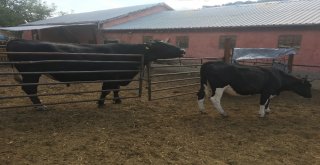 İki Tonluk Boğa, Otomobil Fiyatına Alıcı Bekliyor