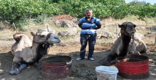 (Özel) Güreşçi ‘Yakışıklı Sülo Kurbanlık Yolunda
