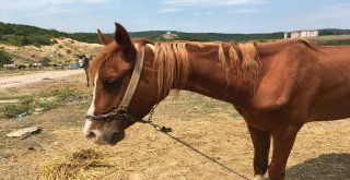 Adaya Sokulmayan Atlar Kaderine Terk Edildi