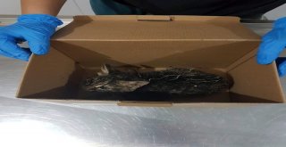 Kanala Düşen Yavru Kedi Kurtarıldı