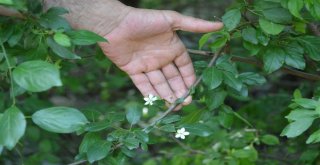 Tokatta Erik Ağacı Temmuz Ayında İkinci Kez Çiçek Açtı