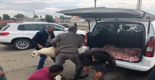 Karsta Kurbanlıklar Elde Kaldı