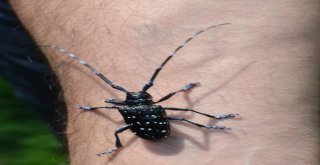 Drakula Tehlikesi Sürüyor