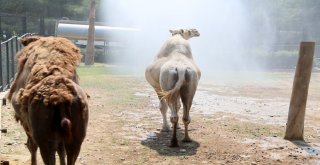 Hayvan Parkındaki Hayvanlara Sıcak Ayarı