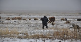 (Özel) Karsta Kar Ve Tipiye Yakalanan Çobanlar Zor Anlar Yaşadı