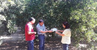 Aydında, Akdeniz Meyve Sineğine Karşı Önlemler Arttırıldı