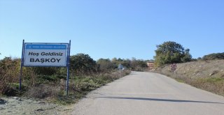 Bursada Ayılar 11 İneği Parçalayıp Toprağa Gömdü