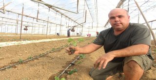 Dolara Tepki Olarak Fide Ekimini 1 Ay Öne Aldılar