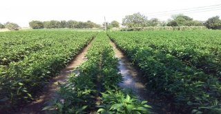 Boru Patladı, Mahsuller Su İçinde Yüzdü