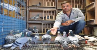 Mesafe Tanımayan Güvercin Sahibine Kupa Kazandırdı