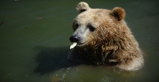 Sıcaktan Bunalan Ayıların Buzlu Meyve Keyfi