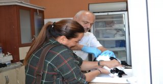 Samsunda 22 Bin 178 Kedi Ve Köpeğe Kuduz Aşısı Yapıldı