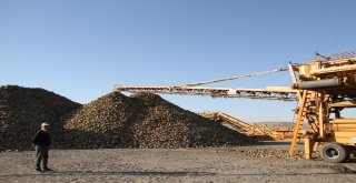 Malazgirtte Pancar Alımları Başladı