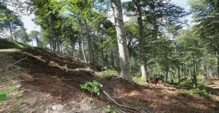 Kırklarelinde Gençleştirme Çalışmalarına Başlandı