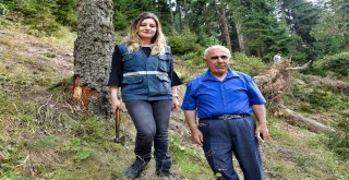 Zigananın Ormanları Ondan Soruluyor