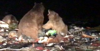 (Özel) Ayı Kendisini Görüntüleyen Gazeteciye Saldırdı