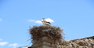 Biri Camiyi Diğeri İse Kiliseyi Mesken Tuttu