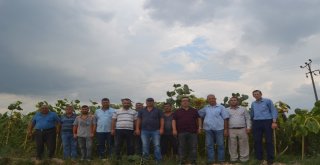 İnegöllü Çiftçi Çin Çekirdeğine Tepkili