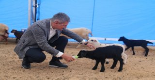 (Özel Haber) Belediye Eliyle Hayvan Yetiştiriciliği