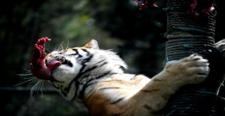 Aslan Ve Kaplanlara Nefes Kesen Beslenme Testi