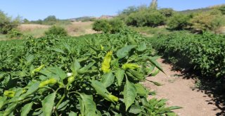 Bu Biber Başka Yerde Yetişmiyor