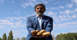 Sivasta 60 Bin Ton Patates Hasadı Bekleniyor
