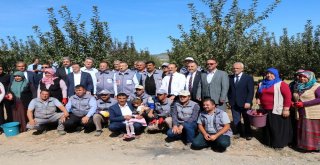 Cumhurbaşkanı Yardımcısı Oktay Örnek Bahçede İşçilerle Elma Hasadı Yaptı