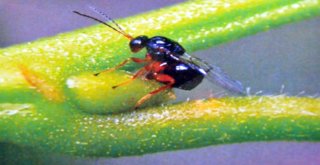 (Özel Haber) Katil Arılar Kestane Ağaçlarını Kuruttu