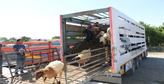 Erzincanda Genç Çiftçiler Koyunlarına Kavuştu