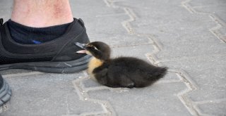 Minik Ördek Sahibiyle Caddelerde Gezip Kahveye Gidiyor