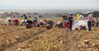 Çorumda Patates Hasadı Başladı